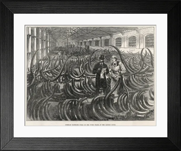 Framed Print : Mammoth Tusks