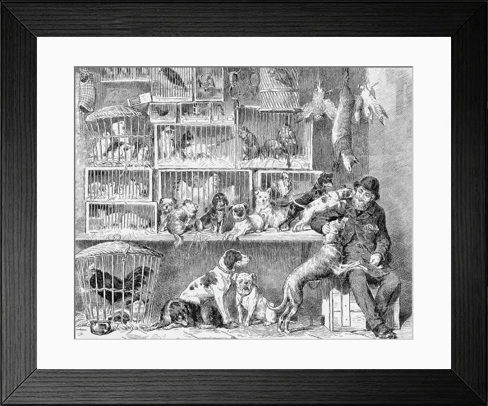 Framed Print : PET SHOP, LONDON Framed Print : PET SHOP, LONDON