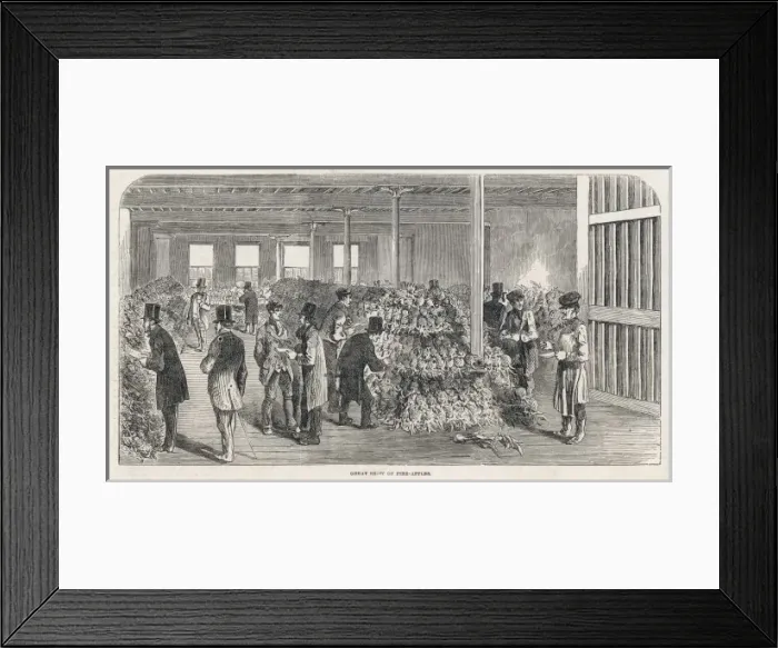 Framed Print : Imported Pineapples / 1853 Framed Print : Imported Pineapples / 1853