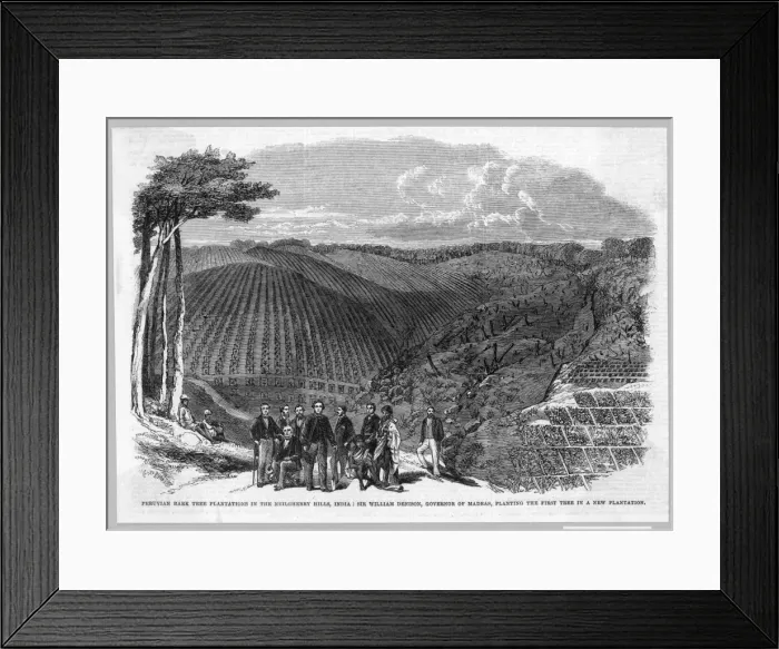 Framed Print : Cinchona  /  Quinine