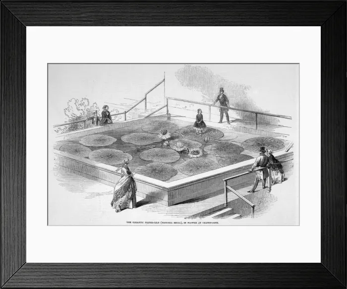 Framed Print : Giant Water Lily / 1849 Framed Print : Giant Water Lily / 1849