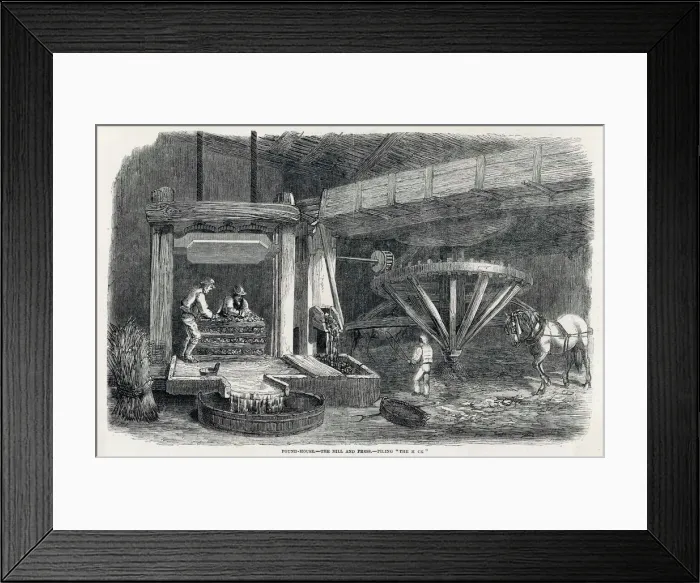 Framed Print : Pressing Cider Apples Framed Print : Pressing Cider Apples