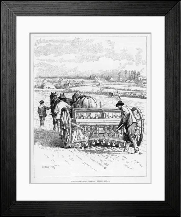 Framed Print : Drilling Barley