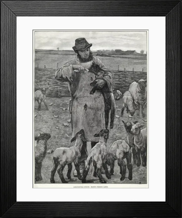 Framed Print : FEEDING LAMBS BY BOTTLE Framed Print : FEEDING LAMBS BY BOTTLE