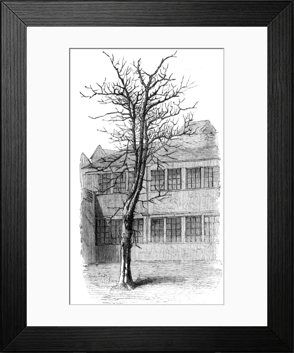 Framed Print : Samuel Johnson / Tree Framed Print : Samuel Johnson / Tree