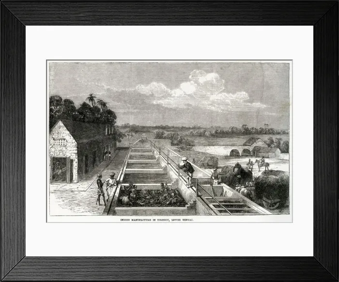 Framed Print : Indigo manufacture in Tirhoot 1869 Framed Print : Indigo manufacture in Tirhoot 1869