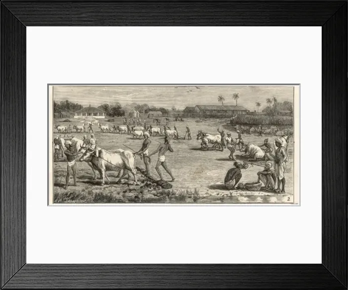 Framed Print : Indigo Cultivation  /  India