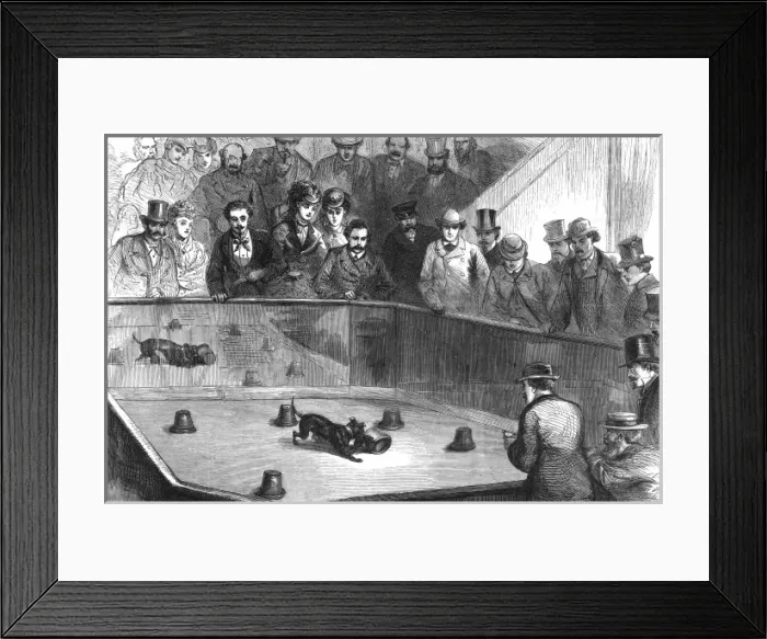 Framed Print : Ratting / Paris Dog Show Framed Print : Ratting / Paris Dog Show