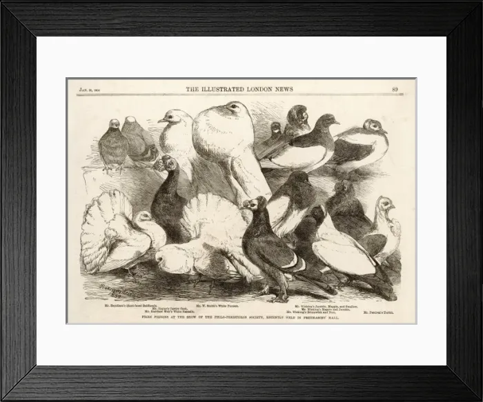 Framed Print : Birds / Pigeons Framed Print : Birds / Pigeons