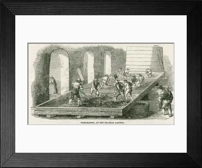 Framed Print : Bordeaux Wine Growing Framed Print : Bordeaux Wine Growing