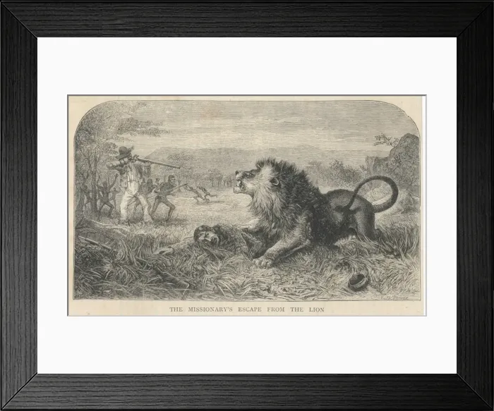 Framed Print : Livingstone & Lion Framed Print : Livingstone & Lion