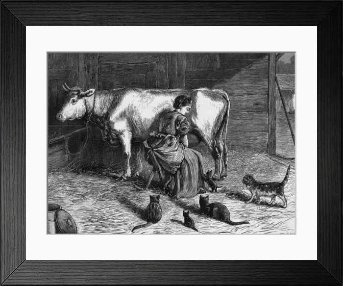 Framed Print : Milking Cow Framed Print : Milking Cow