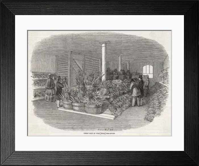 Framed Print : Pineapples Hit London Framed Print : Pineapples Hit London