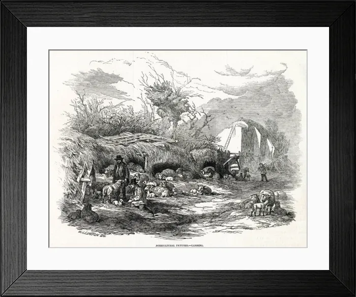 Framed Print : LAMBING 1846 Framed Print : LAMBING 1846