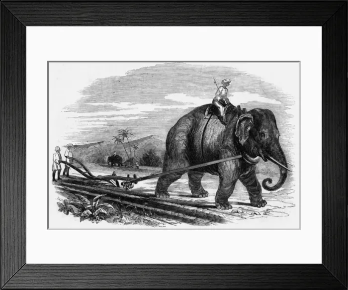 Framed Print : Ploughing, Elephant Framed Print : Ploughing, Elephant