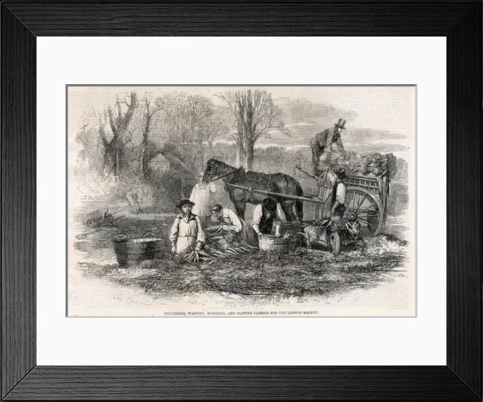 Framed Print : Carrot Production Framed Print : Carrot Production