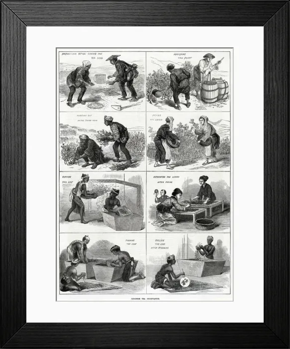 Framed Print : Japanese tea cultivation 1874 Framed Print : Japanese tea cultivation 1874