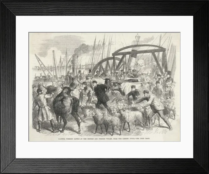 Framed Print : Imported Cattle at Docks