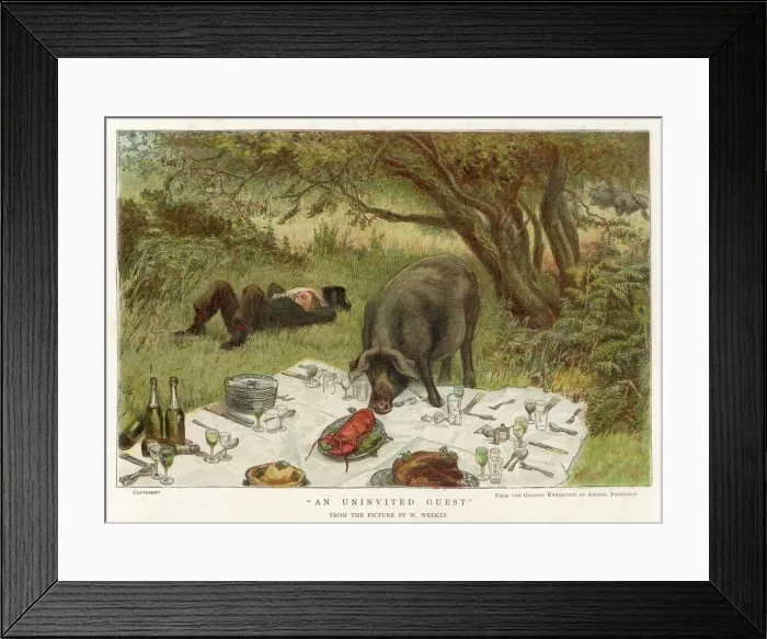 Framed Print : Pig Eats Picnic Food Framed Print : Pig Eats Picnic Food