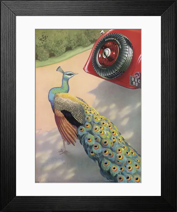 Framed Print : DUNLOP TYRE AD / PEACOCK Framed Print : DUNLOP TYRE AD / PEACOCK