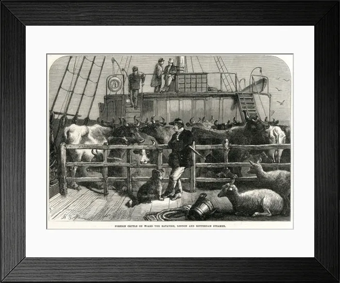 Framed Print : Foreign cattle on board the Batavier 1865 Framed Print : Foreign cattle on board the Batavier 1865
