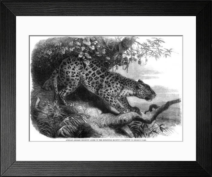 Framed Print : Leopard up a Tree Framed Print : Leopard up a Tree