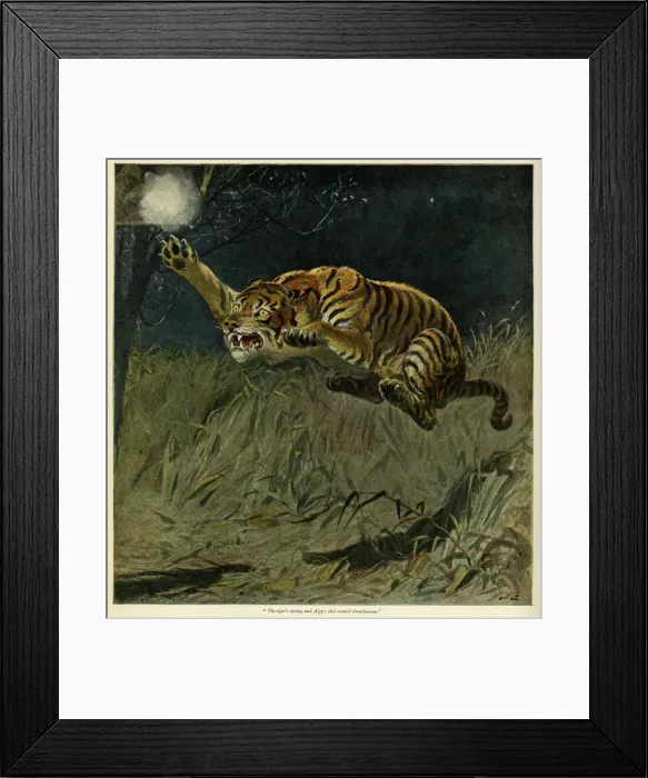 Framed Print : Springing Tiger Framed Print : Springing Tiger