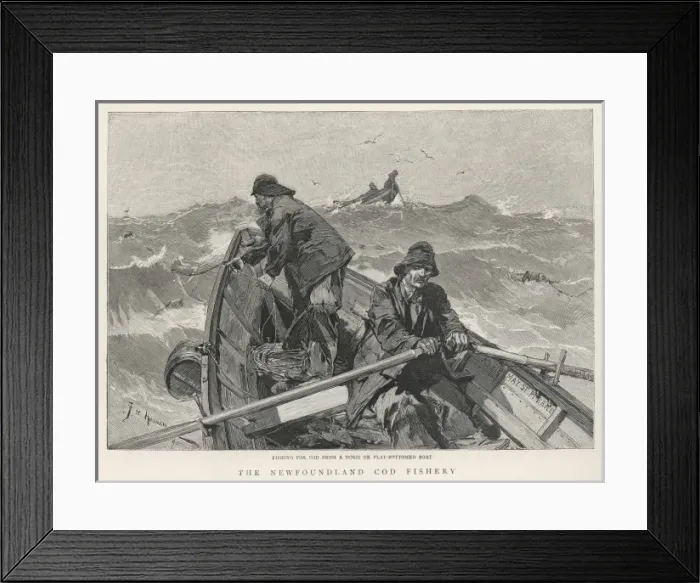 Framed Print : Newfoundland Banks / Cod Framed Print : Newfoundland Banks / Cod