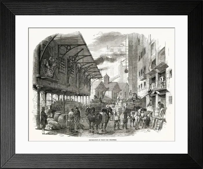 Framed Print : Dry fruit trade of the port of London was full of activity about a month before Christmas Framed Print : Dry fruit trade of the port of London was full of activity about a month before Christmas