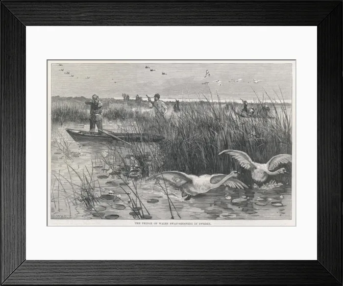 Framed Print : Edward Shoots Swans Framed Print : Edward Shoots Swans