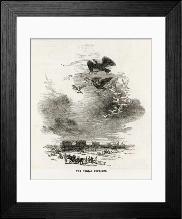 Framed Print : Pigeon Flock / Ascot Framed Print : Pigeon Flock / Ascot