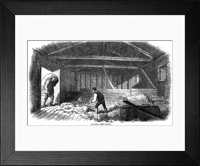 Framed Print : Cider Making, 1850 Framed Print : Cider Making, 1850
