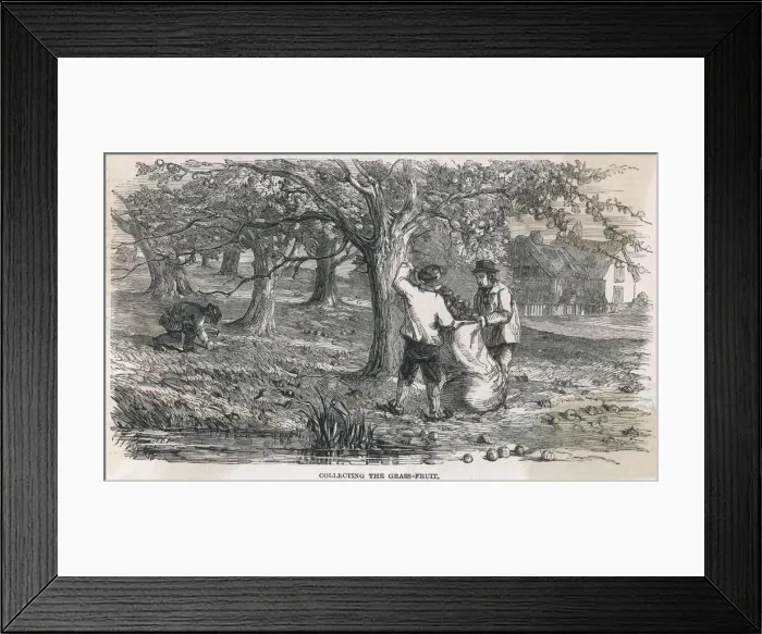 Framed Print : Cider Apple Picking Framed Print : Cider Apple Picking