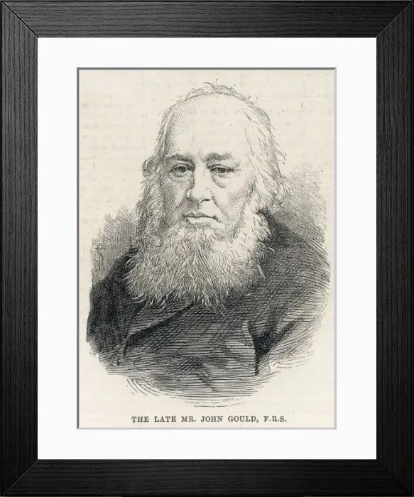 Framed Print : JOHN GOULD Framed Print : JOHN GOULD