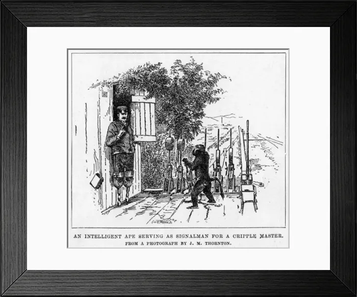 Framed Print : Ape Signalman Framed Print : Ape Signalman