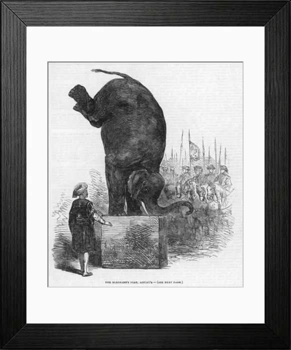 Framed Print : Performing Elephant Framed Print : Performing Elephant