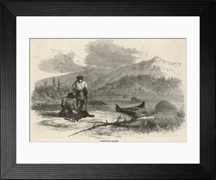 Framed Print : Beaver Hunting / America Framed Print : Beaver Hunting / America