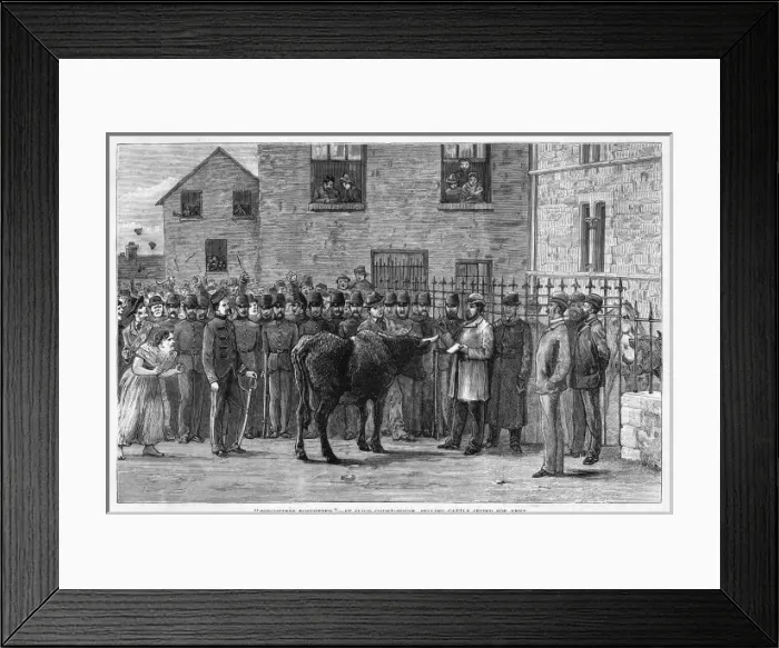 Framed Print : Cattle Seized Framed Print : Cattle Seized