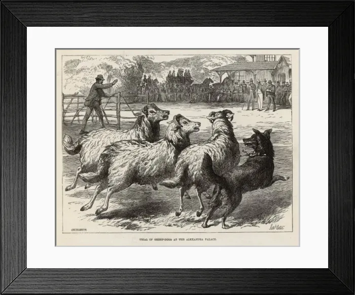 Framed Print : Sheep Dog Trial in 1876 Framed Print : Sheep Dog Trial in 1876