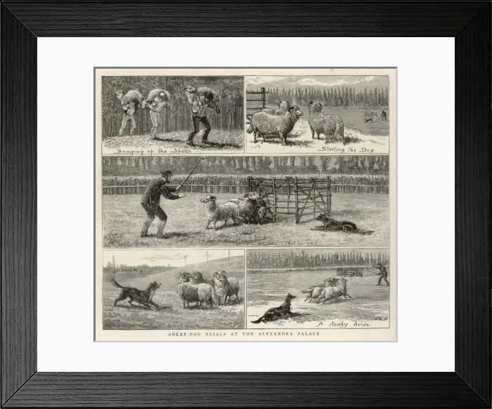 Framed Print : Sheepdog Trials Framed Print : Sheepdog Trials