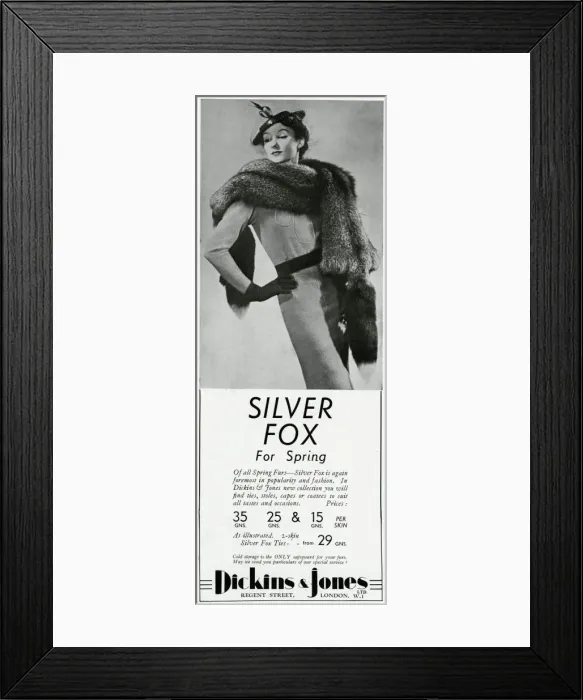 Framed Print : Advert for Dickins & Jones silver fox 1937 Framed Print : Advert for Dickins & Jones silver fox 1937