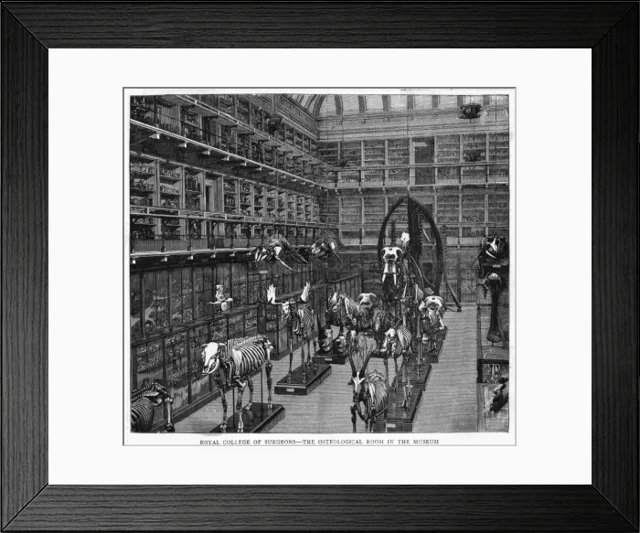 Framed Print : Royal Coll. of Surgeons Framed Print : Royal Coll. of Surgeons