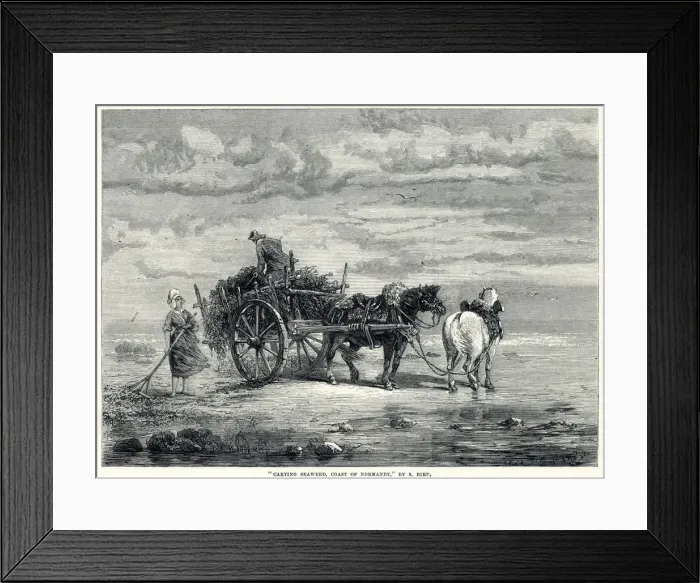 Framed Print : Carting seaweed in Normandy 1872 Framed Print : Carting seaweed in Normandy 1872