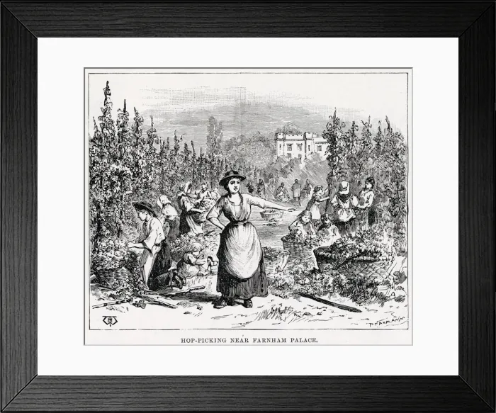 Framed Print : Hops are picked in Surrey near Farnham Palace and sold at Weyhill Fair. Date: 1891