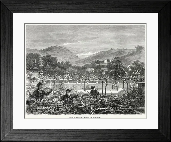 Framed Print : Trimming the grape vines in spring. Date: 1873 Framed Print : Trimming the grape vines in spring. Date: 1873