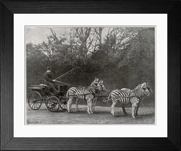 Framed Print : Carriage drawn by three zebra and a horse, driven by Lord Lionel Walter Rothschild (1868-1937), founder of the Natural History Museum at Tring Park. Date: 1895 Framed Print : Carriage drawn by three zebra and a horse, driven by Lord Lionel Walter Rothschild (1868-1937), founder of the Natural History Museum at Tring Park. Date: 1895