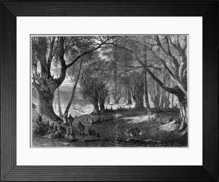 Framed Print : Epping Forest Framed Print : Epping Forest