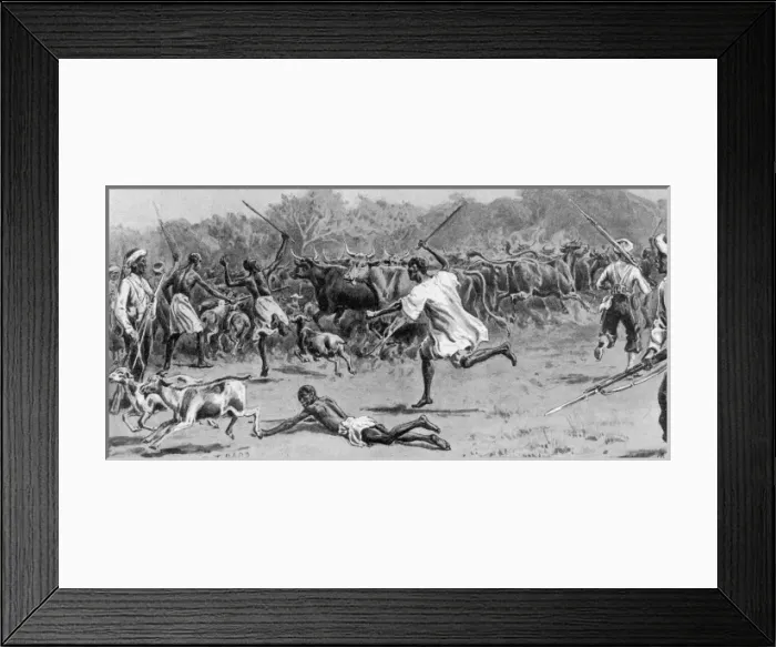 Framed Print : Driving cattle captured from the enemy, Sierra Leone