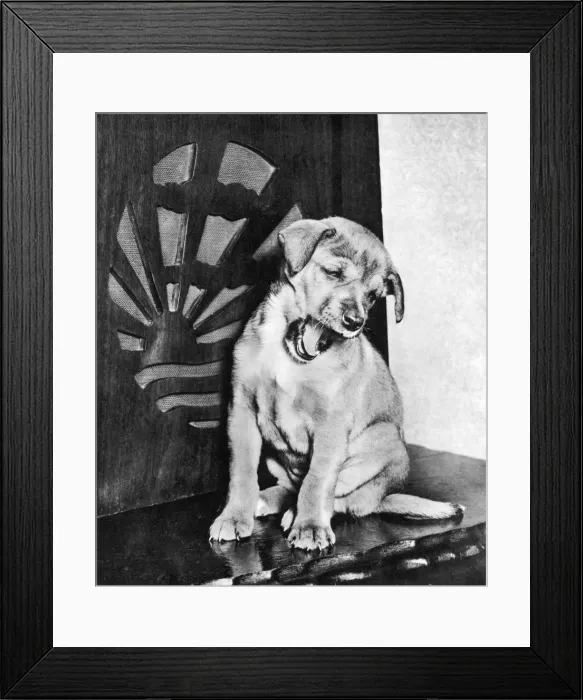 Framed Print : Mans Best Friend Framed Print : Mans Best Friend