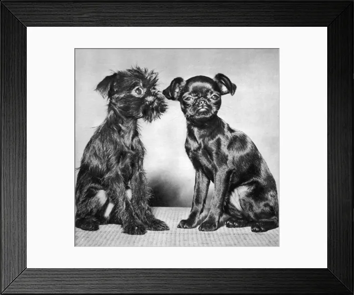 Framed Print : Mans Best Friend Framed Print : Mans Best Friend